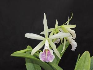 <i>Brassocattleya</i> Miracle Star