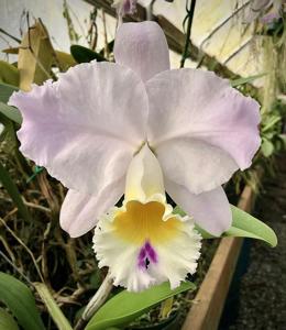 <i>Cattleya</i> Arya
