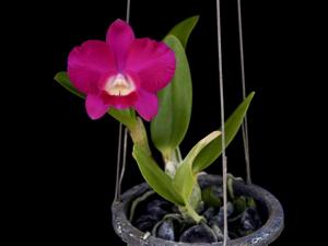 <i>Cattleya</i> Mini Purple-Irene Teo Lai Kheng