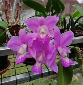 <i>Cattleya</i> Brazilian Jewel