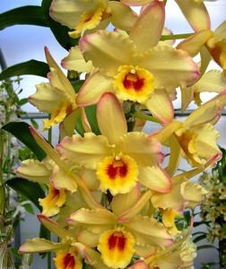 Dendrobium Golden Egg