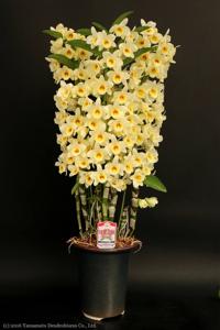 Dendrobium Good Luck