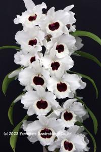 <i>Dendrobium</i> Winter Storm