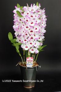 Dendrobium Cherry Heart