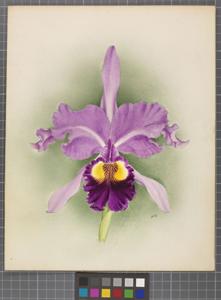 Cattleya Thurgoodiana