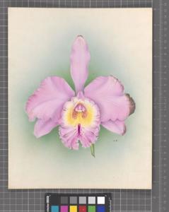 <i>Rhyncholaeliocattleya</i> Shilliana