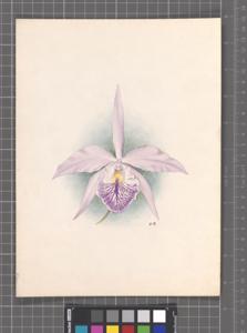 <i>Brassocattleya</i> Striata
