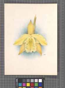 Rhynchothechea H. G. Alexander