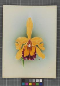 Cattleya Thyone (1912)