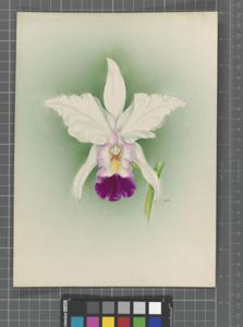 <i>Laeliocattleya</i> Dulce