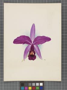 Cattleya Lawrie