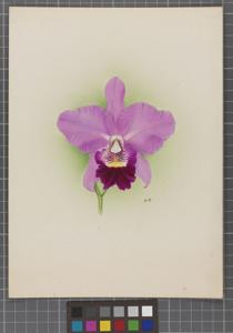 <i>Laeliocatanthe</i> Lorna