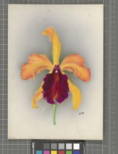 <i>Cattleya</i> Anaconda