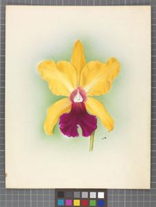 Cattleya Venus (1908)