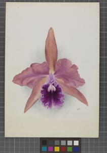 <i>Cattleya</i> Wiganiae (1900)