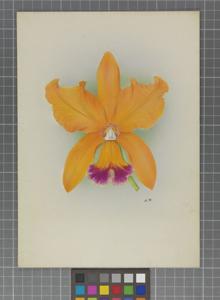 Cattleya Heliodor