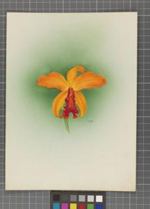 <i>Cattleya</i> Ariel