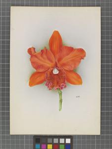 <i>Cattleya</i> Colorado