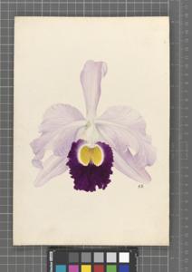Cattleya Aphrodite (1894)