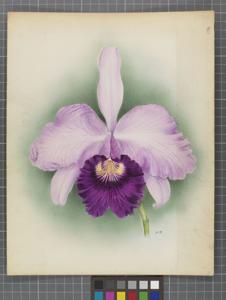 <i>Cattleya</i> Gladiator (1912)