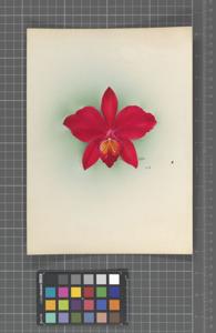 <i>Cattleya</i> Wellesleyae (1909)