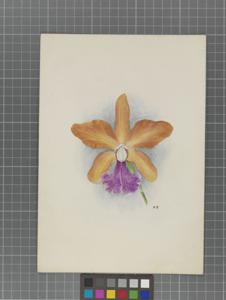 Cattleya Iris (1901)