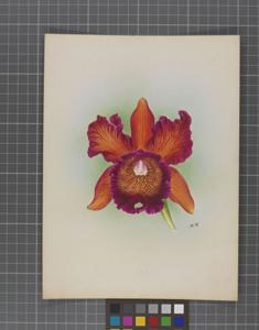 Cattleya Rhoda (1908)