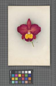 <i>Cattleya</i> Prince Shimadzu (1922)