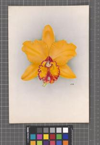 <i>Rhyncholaeliocattleya</i> Ambaurea