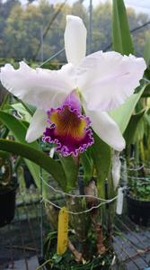 Cattleya Dinard