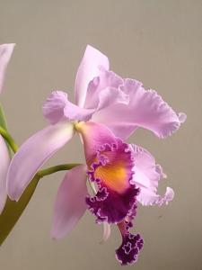 Cattleya Dinard