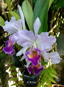 Cattleya Dinard