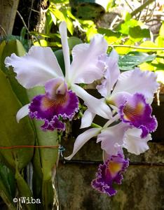 Cattleya Dinard