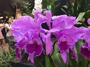 Cattleya Dupreana