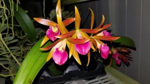 Brassocattleya Star Ruby