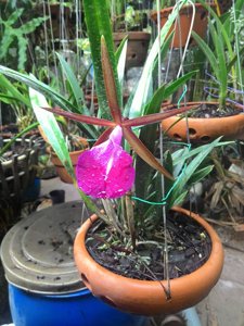 Brassocattleya Star Ruby