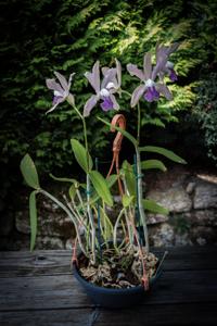 Cattleya Batalinii