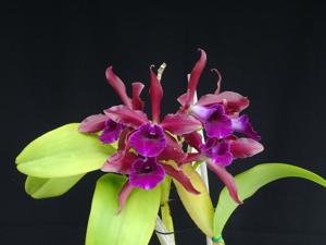 Cattleya Cruella