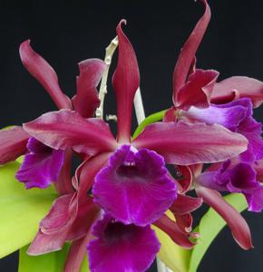 Cattleya Cruella