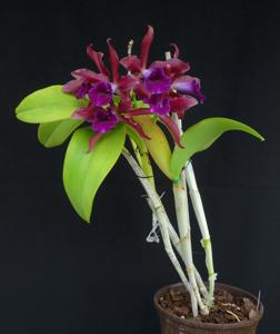 Cattleya Cruella