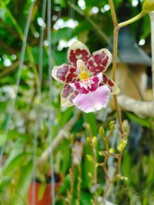 <i>Oncidium</i> Guann Shin Sakurai