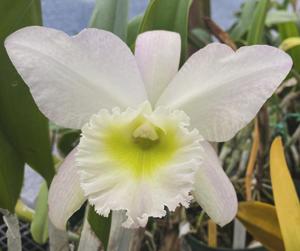 <i>Rhyncholaeliocattleya</i> Picasso-digbyana