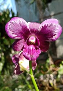 <i>Dendrobium</i> Blue Sapphire