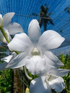 Dendrobium Sonia