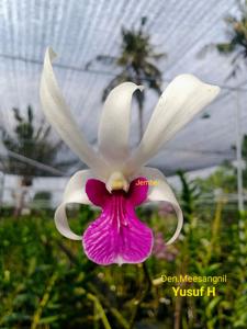 <i>Dendrobium</i> Meesangnil