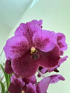 <i>Vanda</i> Amethyst Rebellion