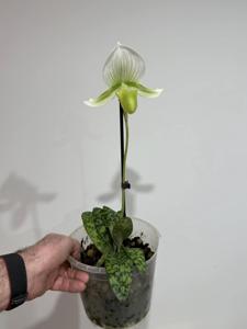 Paphiopedilum Alma Gevaert