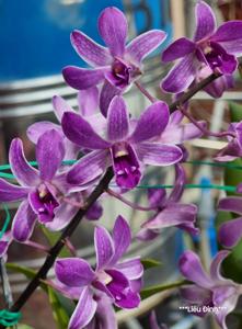 <i>Dendrobium</i> Bicentennial