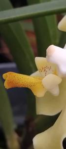 <i>Paravanda</i> Moonbeam