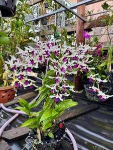 Dendrobium Meesangnil
